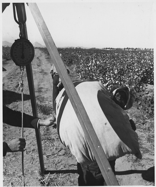 File:Cortaro Farms, Pinal County, Arizona. Weighing cotton at the truck. Negro woman picker brings in her . . . - NARA - 522503.tif
