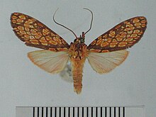 Cresera affinis