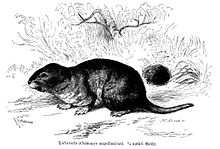 Ctenomys magellanicus (Brehms) .jpg