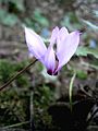 Cyclamen cilicium flower