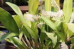 Artikel: Dendrochilum glumaceum