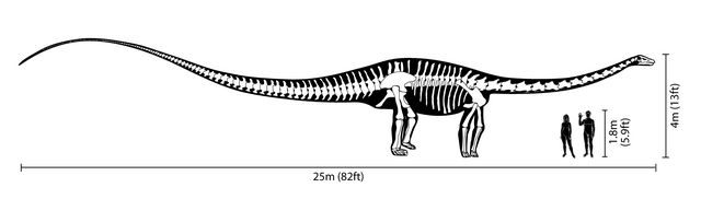 640px Diplodocus size comparison 大型草食竜ディプロドクス、オークションに出品される。