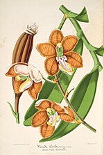 Miniatura para Esmeralda (orquídea)