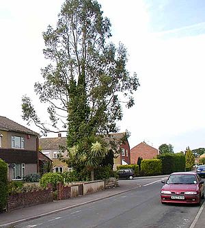 Eucalyptus gunnii planted in southern England....