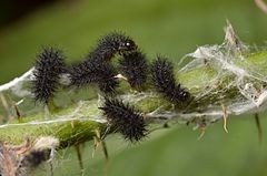 Young caterpillars