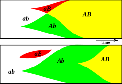 This diagram illustrates how sex might create novel genotypes more rapidly. Two advantageous alleles A and B occur at random. The two alleles are recombined rapidly in a sexual population (top), but in an asexual population (bottom) the two alleles must independently arise because of clonal interference. Evolsex-dia2a.svg