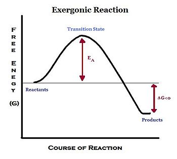 exergonic reaction