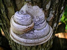 Tikroji pintis (Fomes fomentarius)