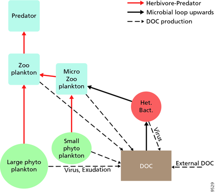 Food web structure in the euphotic zone. The linear food chain large phytoplankton-herbivore-predator (on the left with red arrow connections) has fewer levels than one with small phytoplankton at the base. The microbial loop refers to the flow from the dissolved organic carbon (DOC) via heterotrophic bacteria (Het. Bac.) and microzooplankton to predatory zooplankton (on the right with black solid arrows). Viruses play a major role in the mortality of phytoplankton and heterotrophic bacteria, and recycle organic carbon back to the DOC pool. Other sources of dissolved organic carbon (also dashed black arrows) includes exudation, sloppy feeding, etc. Particulate detritus pools and fluxes are not shown for simplicity. Food web structure in the euphotic zone.png