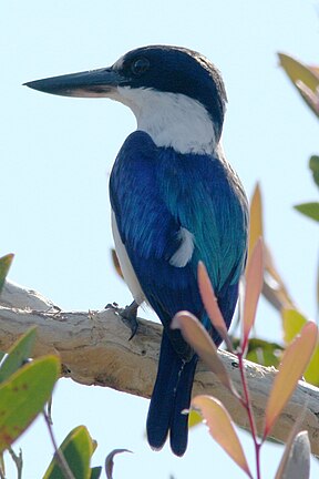 Spiegelliest (Todiramphus macleayii)