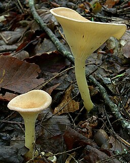 Funnel Cap