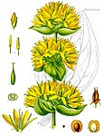 Gentiana lutea — Горечавка жёлтая