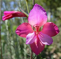 Gladiolus illyricus