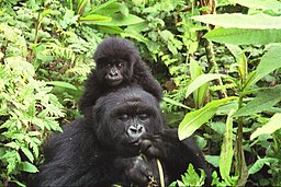 Hona av bergsgorilla med unge i Volcanoes nationalpark