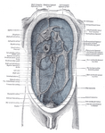 Diagram to show the lines along which the peritoneum leaves the wall of the abdomen to invest the viscera.