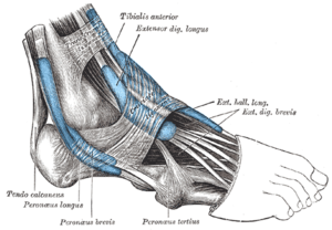 The mucous sheaths of the tendons around the a...