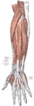 Posterior surface of the forearm. Superficial muscles.
