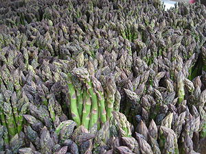 Green asparagus 