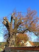 Naturdenkmal Sommerlinde im Schlosspark Grünenfurt