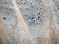 Empreinte d'oiseau dans la vase d'un bassin.