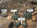 Kaktusy rodu Gymnocalycium z Liberecké botanické zahrady