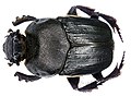 Heteronitis tridens Castelnau, 1840 Male (3997722259). 
 jpg