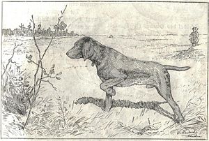 Heubach hunting dog