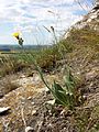 Das Natternkopf-Mausohrhabichtskraut (Pilosella echioides) tritt im pannonischen Gebiet Österreichs nur selten auf und gilt als gefährdet.[5]