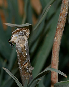 Hylaeus soror