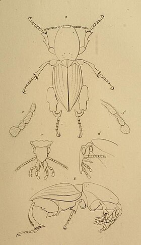 Ilustração esquemática presente na descrição original da espécie H. armatus, publicada em 1832 no Magasin de Zoologie (prancha 24).