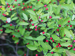 Description de l'image Ilex mucronata 5499289.jpg.