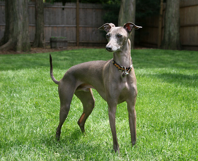 800px-Italian_Greyhound_standing_gray.jpg
