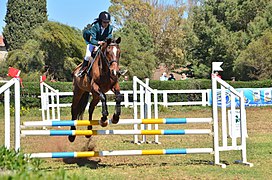 Saut d'obstacles.