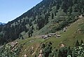 Picea orientalis with Abies nordmanniana and Fagus orientalis on the moist northern slopes of Kaçkar Dağ (Northeastern Pontus). Main component of the scrub between the trees is Rhododendron luteum.— above Ayder, c.1700 m s.l.