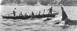 An orca swims alongside a whaling boat, with a smaller whale in between. Two men are standing, the harpooner in the bow and another manning the aft rudder, while four oarsmen are seated.