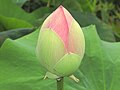 Knob faan Nelumbo nucifera