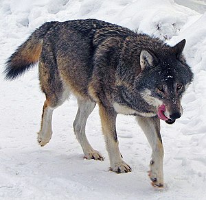 Español: Lobo en el zoo de Kolmården (Suecia).