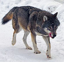 Wolf 220px-Kolmården_Wolf