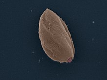 Amastigoot van Leishmania mexicana