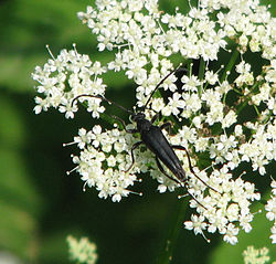 Leptura aethiops Poda, 1761