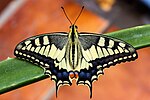 Miniatura para Papilio machaon