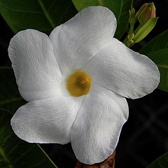 Mangrove rubbervine, Rhabdadenia biflora