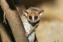 A tiny, mouse-like lemur clings to a nearly vertical branch while looking down with its large eyes.