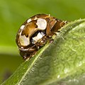 Längsfleckiger Marienkäfer (Myzia oblongoguttata)