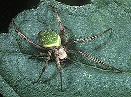 Neoscona scylloides