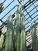 Pachycereus