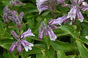 Penstemon frutescens (200707).jpg