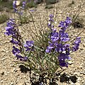 Flowers of Penstemon scariosus