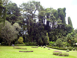 Peradeniya Botanical garden, Kandy