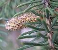 Valkokuusen (Picea glauca) hedekukinto.